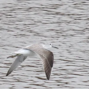 Species Image
