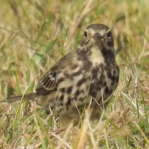 Species Image