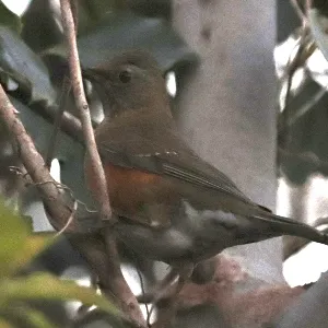 Species Image