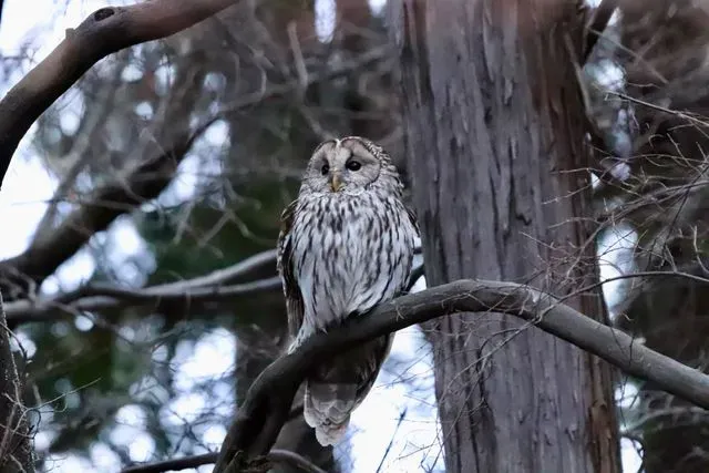 Species Image