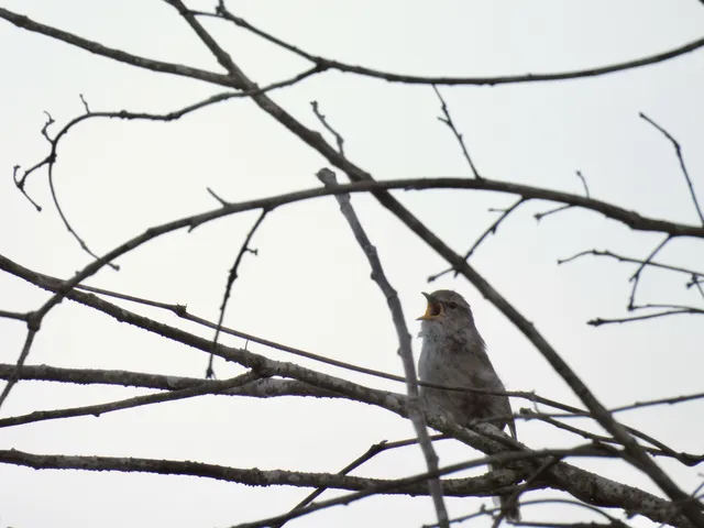Species Image