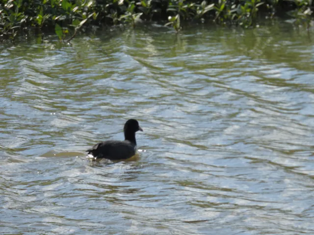Species Image