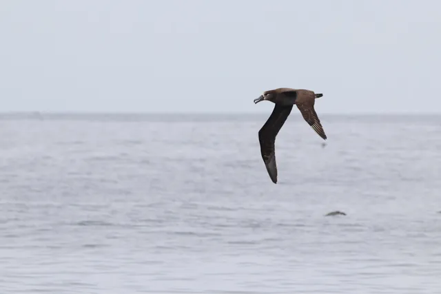 Species Image