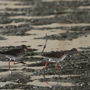 Species Image