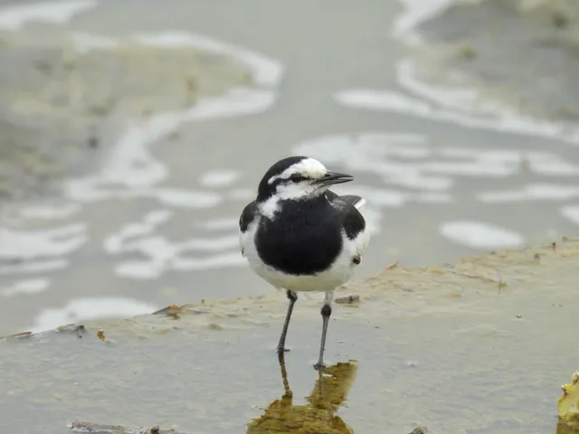 Species Image