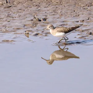 Species Image