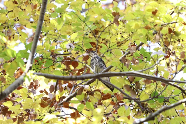 Species Image