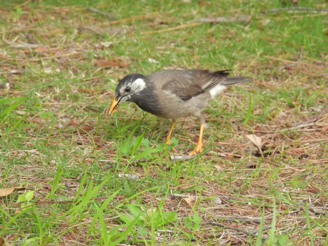 Species Image