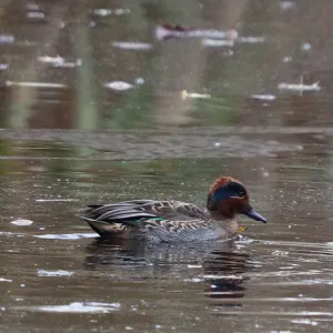 Species Image