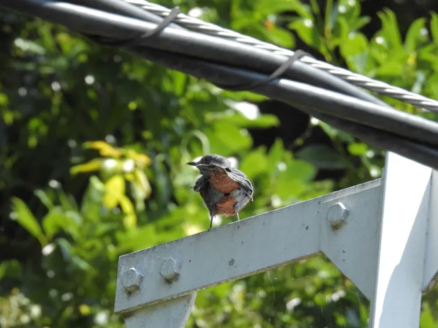 Species Image
