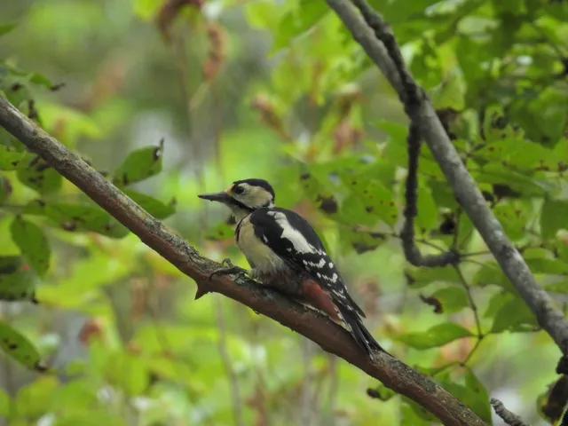 Species Image