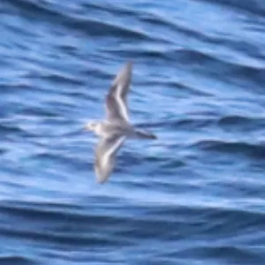 Species Image