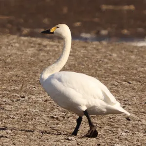 Species Image