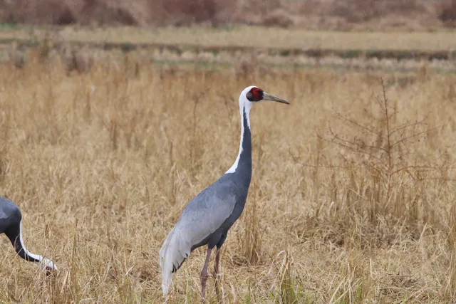 Species Image