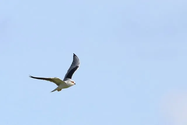 Species Image