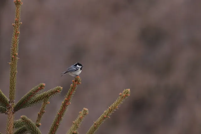 Species Image