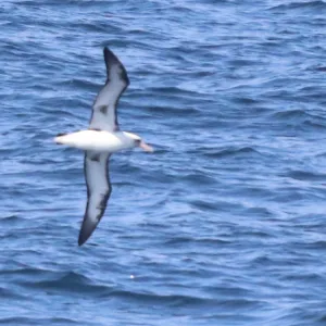 Species Image
