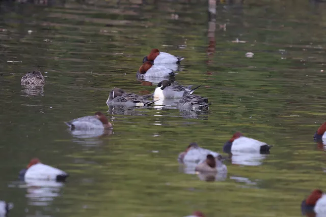 Species Image