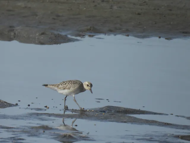 Species Image