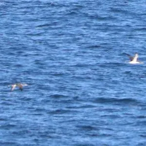 Species Image
