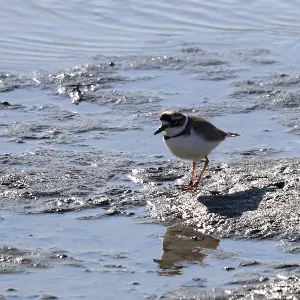 Species Image