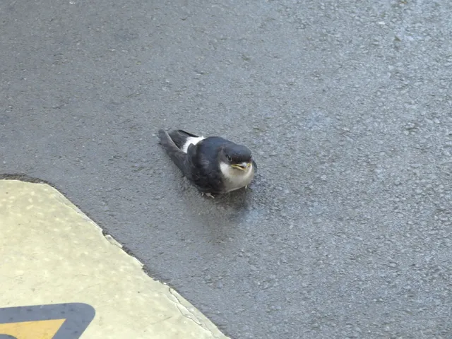 Species Image