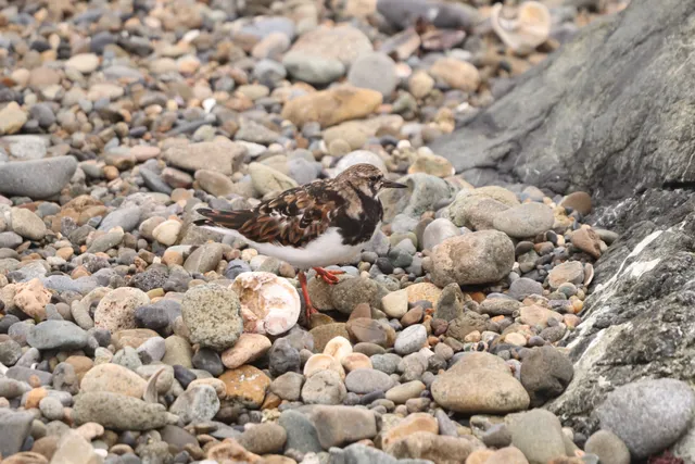 Species Image