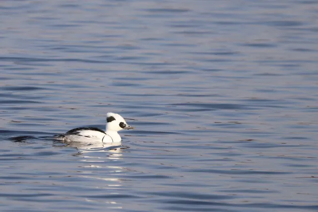 Species Image