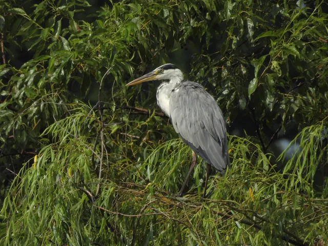Species Image