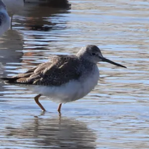 Species Image