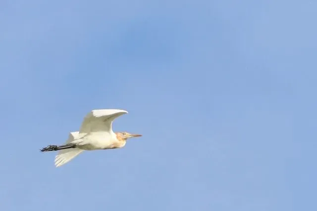 Species Image