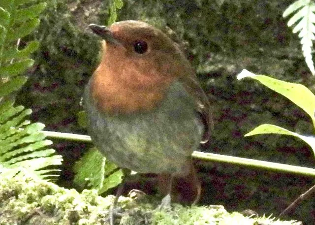Species Image