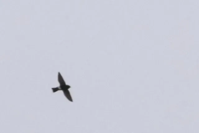 Species Image
