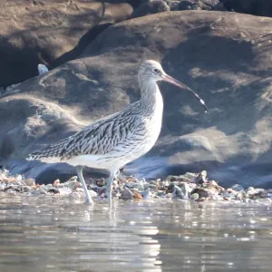 Species Image