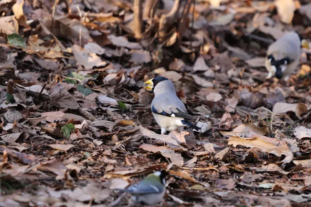 Species Image