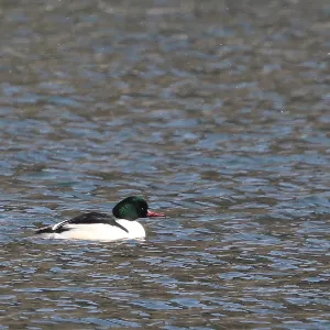 Species Image