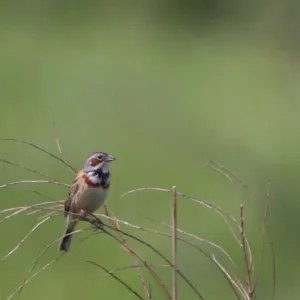 Species Image