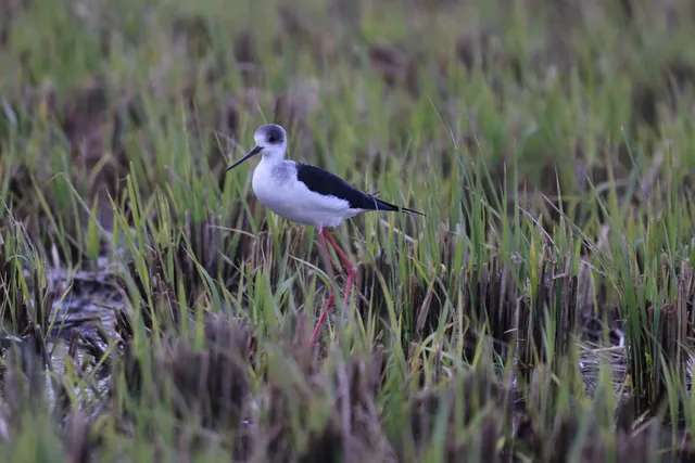 Species Image