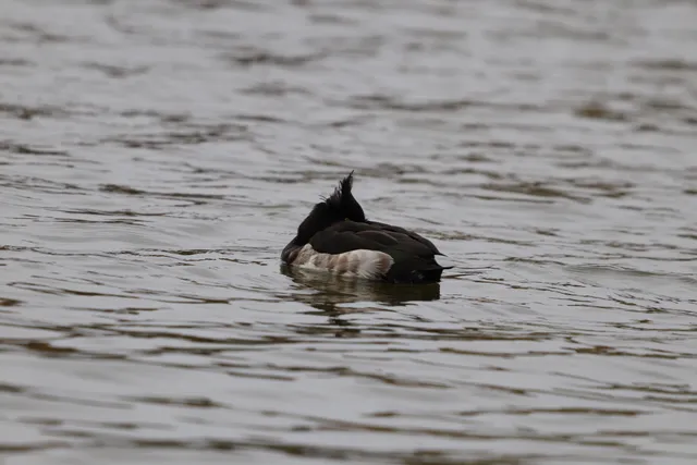 Species Image