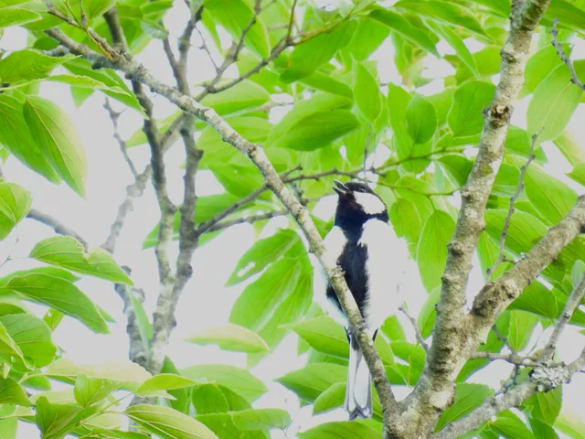 Species Image