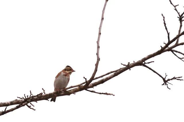 Species Image