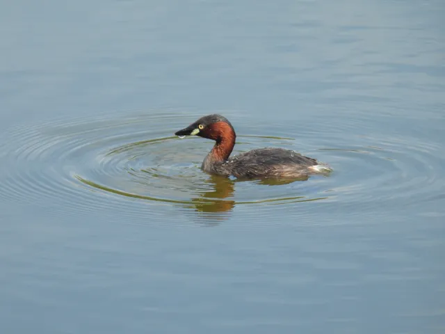 Species Image