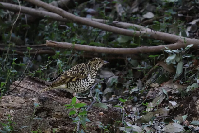 Species Image