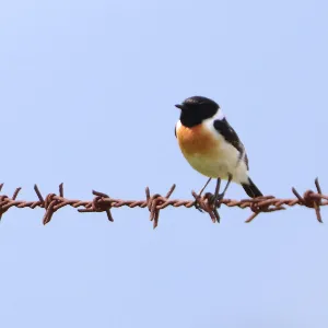 Species Image