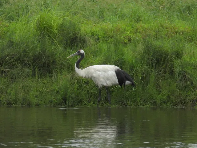 Species Image