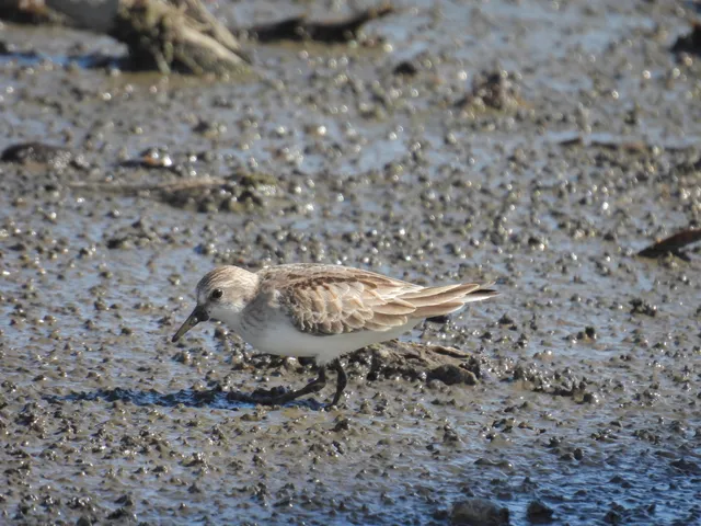 Species Image