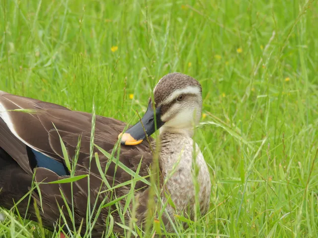 Species Image