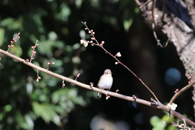 Species Image