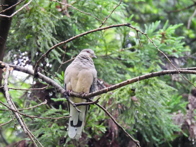 Species Image