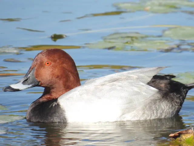 Species Image